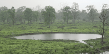 Wildlife returns to Dzombabi as habitat efforts begin to pay off